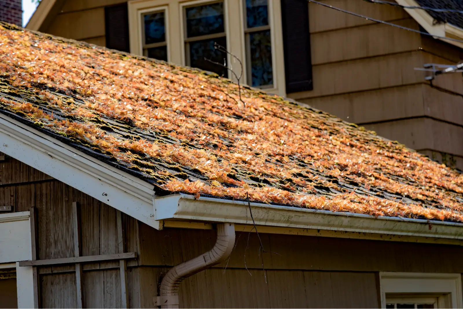 Moss and leaves on top of roof