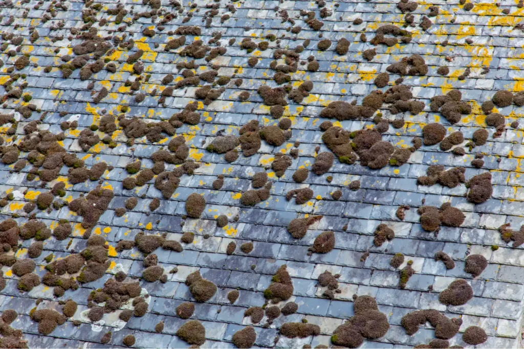 Moss growing on roof shingles