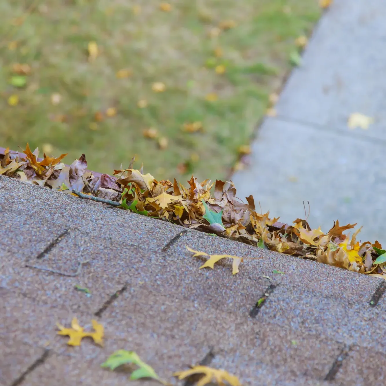 Leaves in gutter